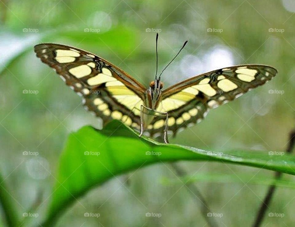 Butterfly on a leaf