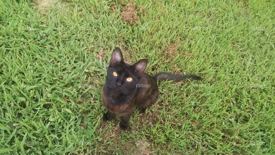 kitten, black, cat, grass, happy, kitty, pet