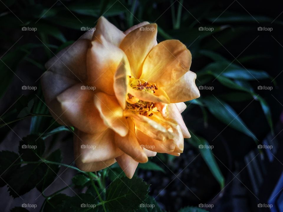 Amber rose glowing in the shadows on the sunset 