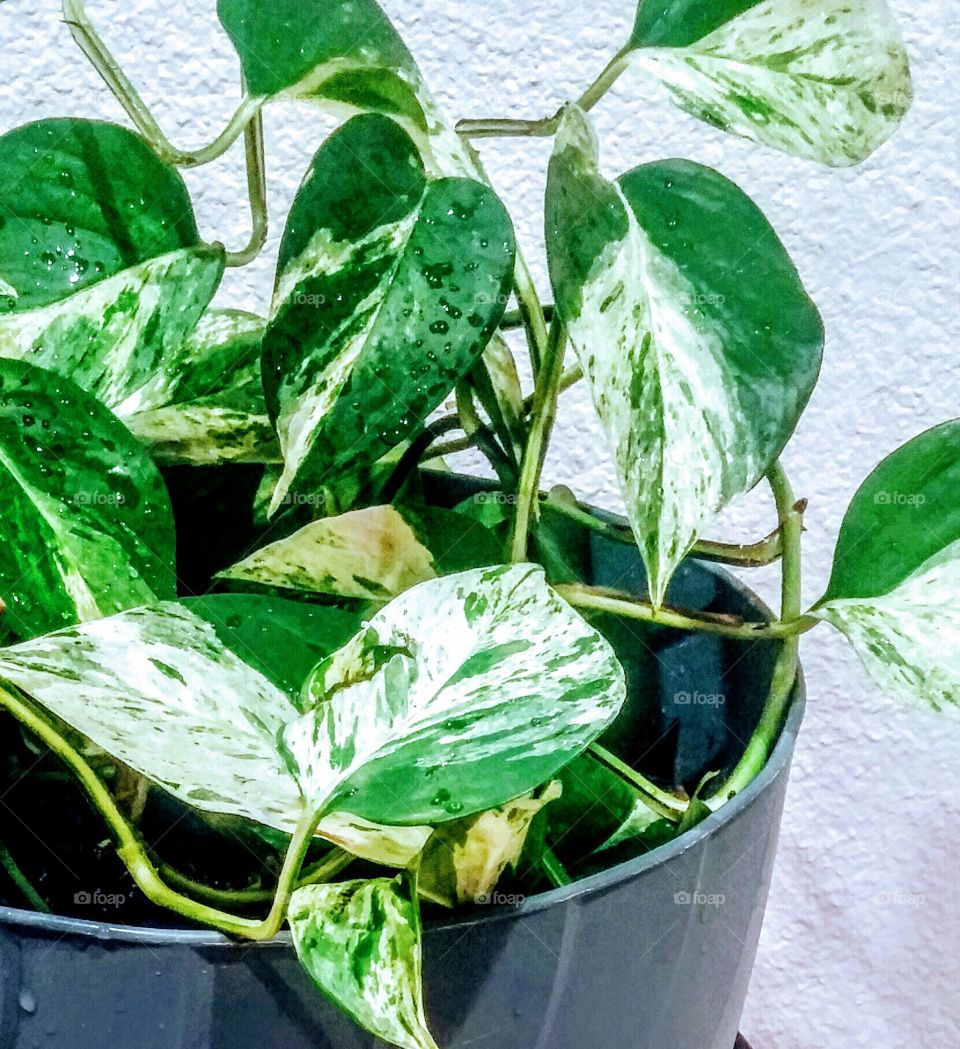 Variegated leaves