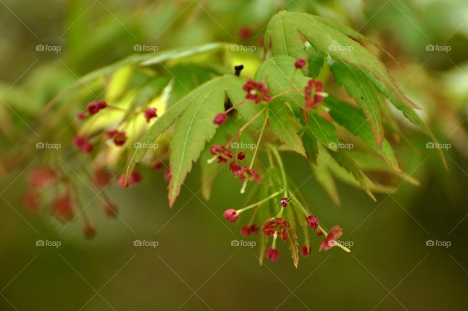 Blooming maple tree