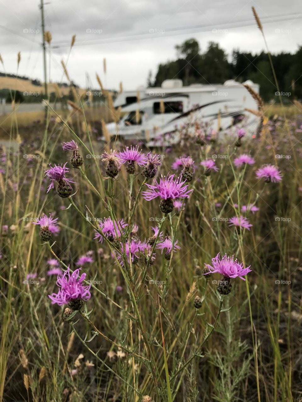 While traveling in our rented RV this summer we stopped on a side farmers road to give the dogs a break and take  pictures of the local flora. It was a great way to travel!