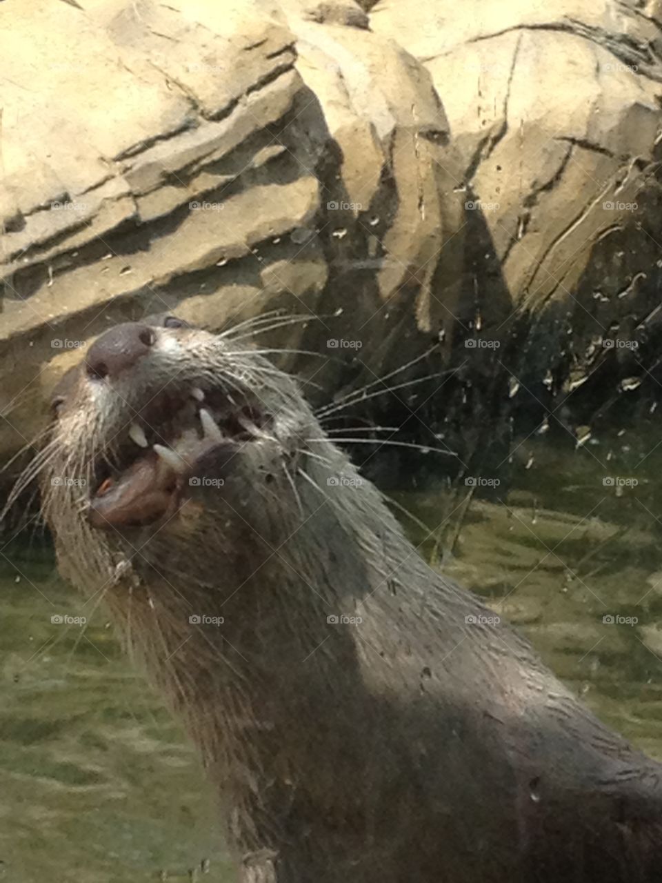 Another one of the otters eating its lunch