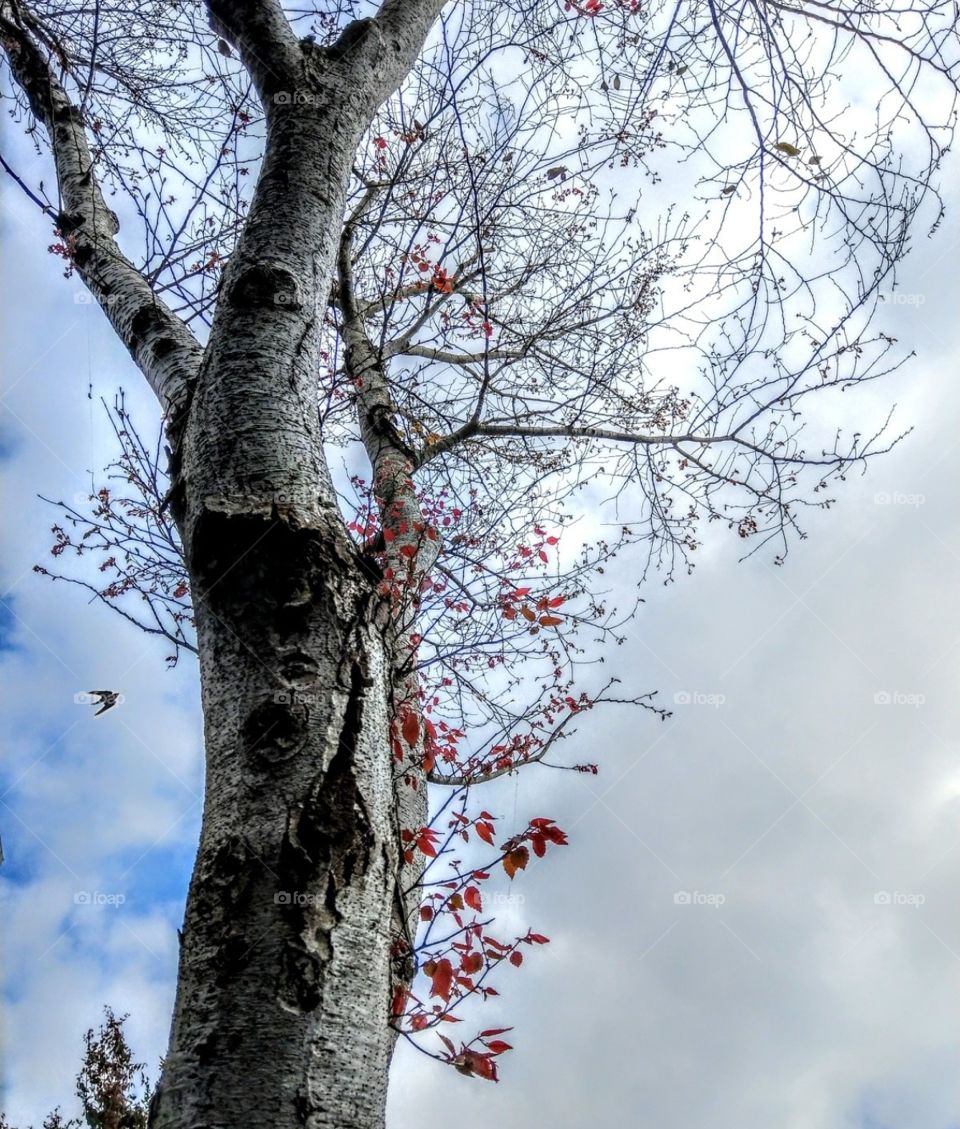 There is a tall big birch in the spring breeze, that tender new red leaves are lovely and vivid, its upper slender curved branches are so beautiful, its leaf buds are ready to sprout, a little swallow is flying in the sky, she says spring is coming.