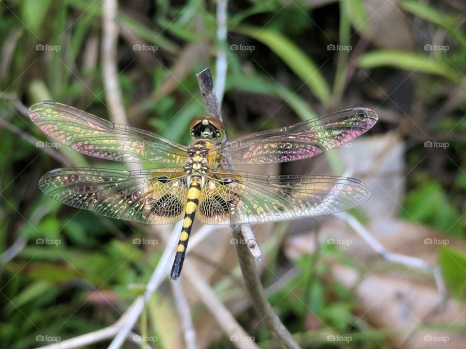 Dragonfly