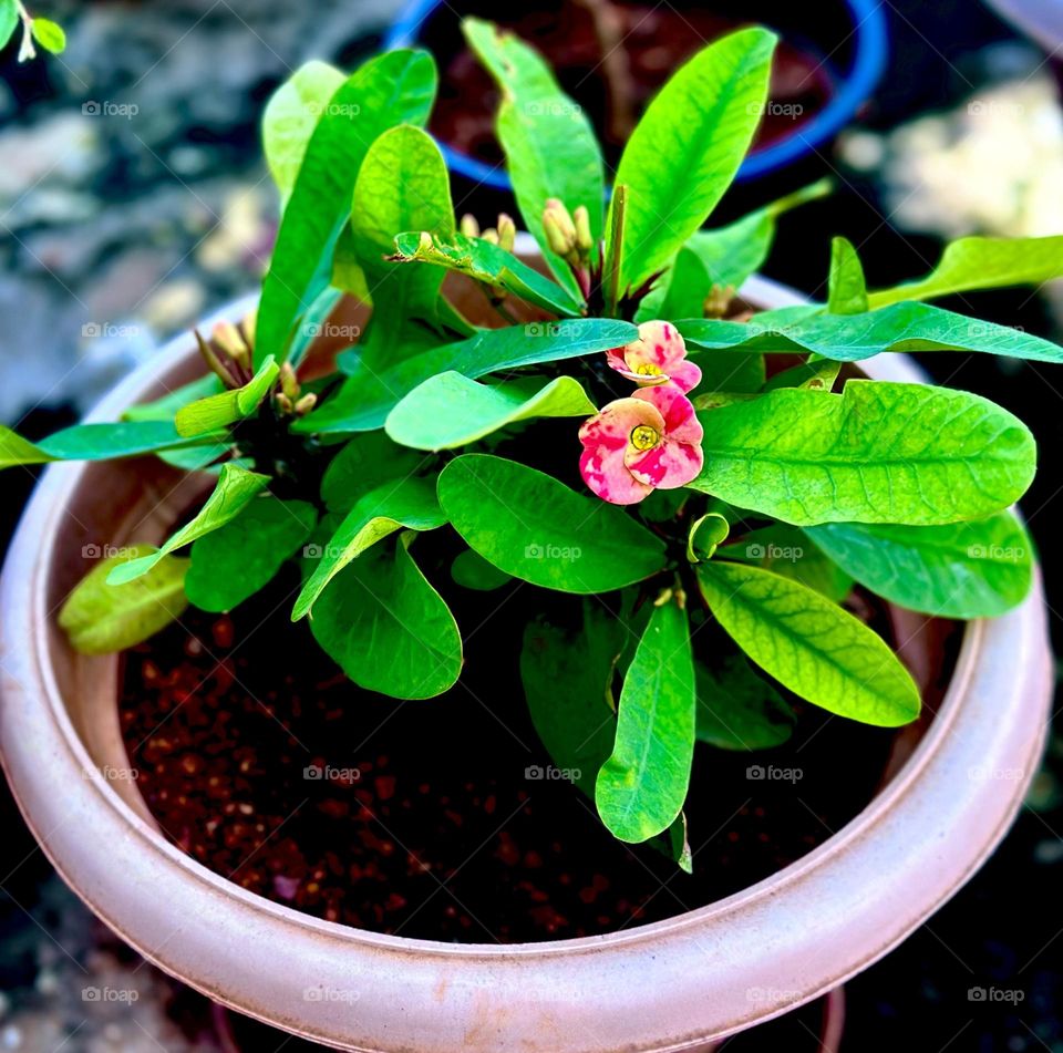 Crown of thorns flowers