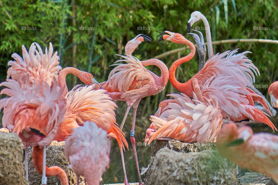 Group of flamingos