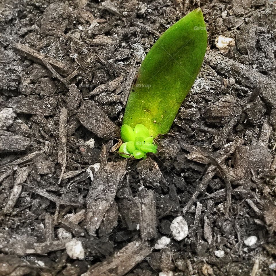 Baby succulent for Jules