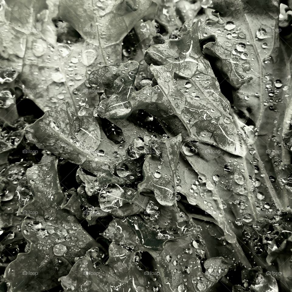 Closeup details and texture of water droplets on leafy green vegetables at the market