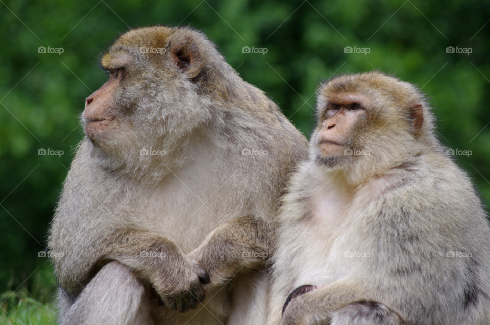 forest animal zoo farm by gaillewisbraznell