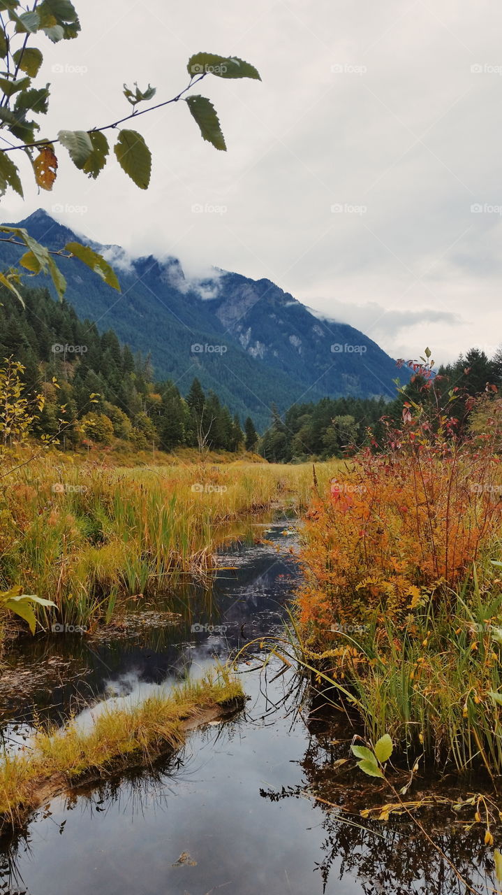 Mountain Forest