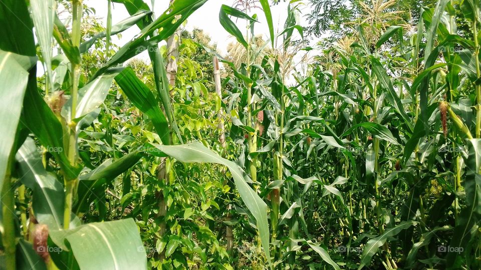 Maize and yam along side