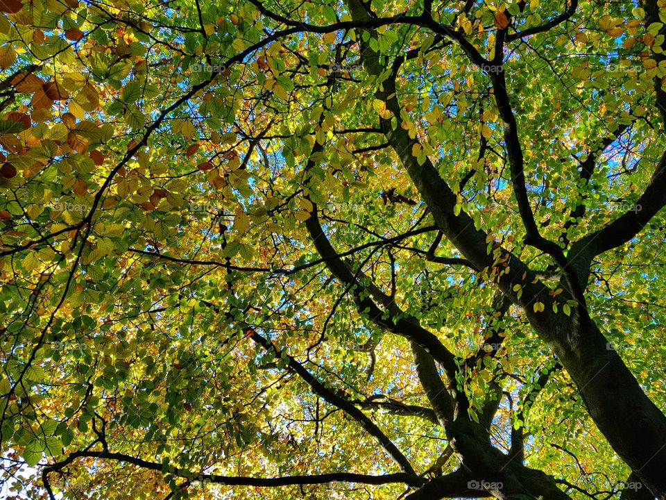 love the colour of the leafs