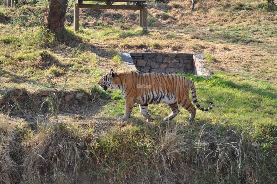 Tiger in Pretoria ZOO