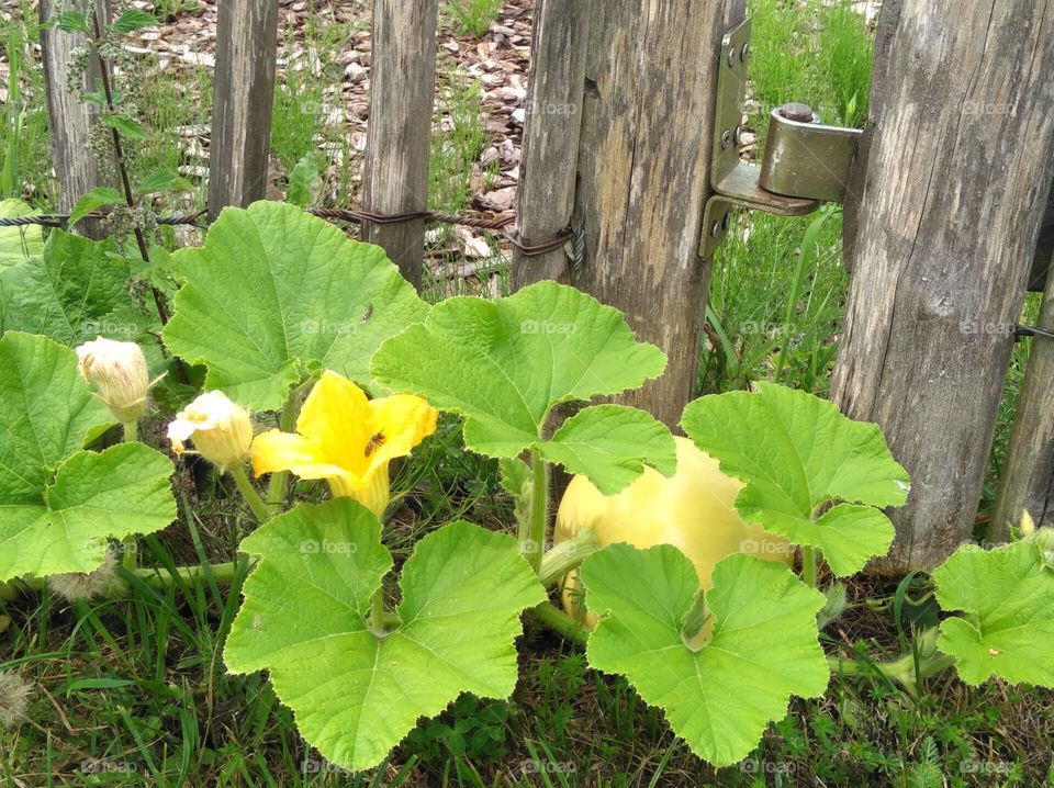 growing pumpkin