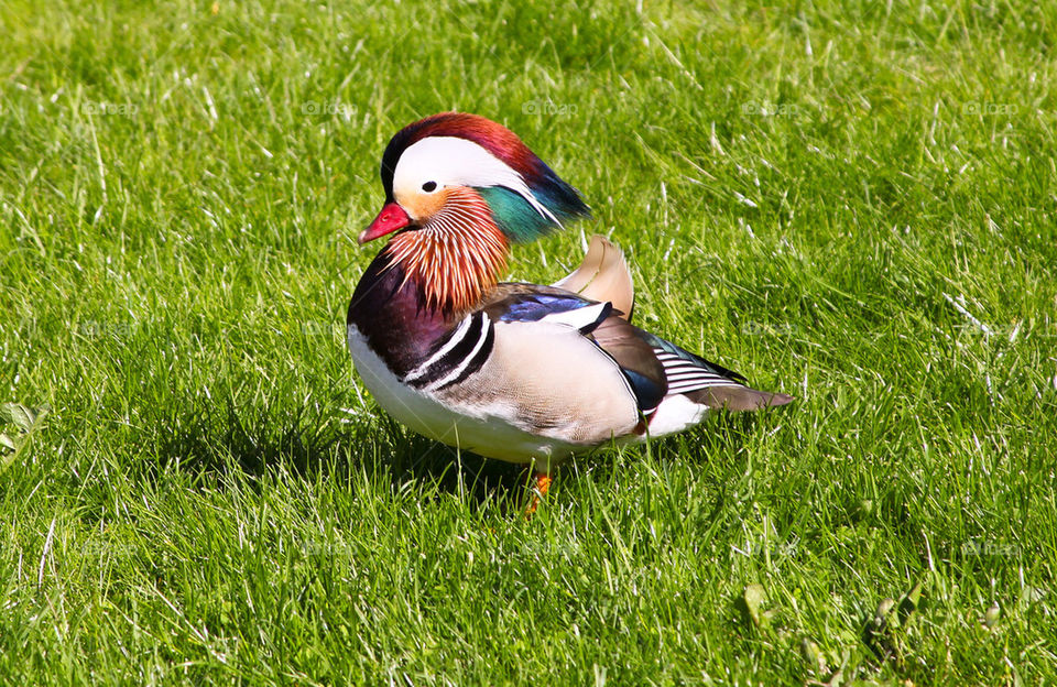 Mandarin duck.