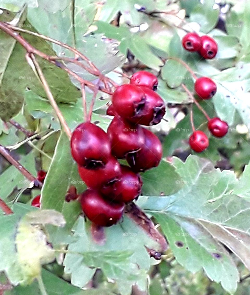 dark red berries of hawthorn with green leaves