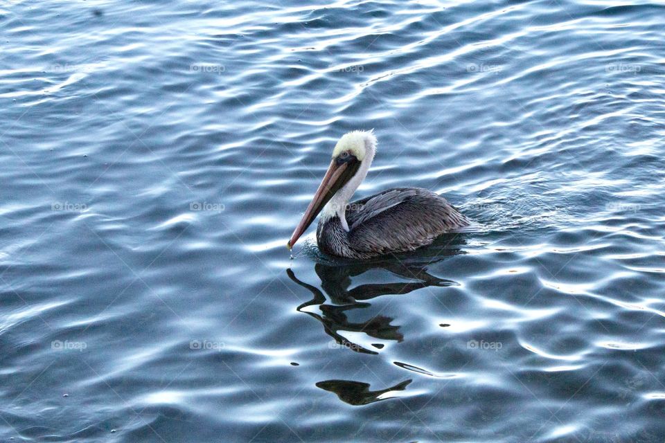 Front view of a brown pelican floating in the water