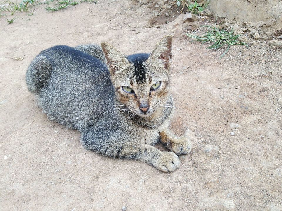 A cat with a sharp gaze