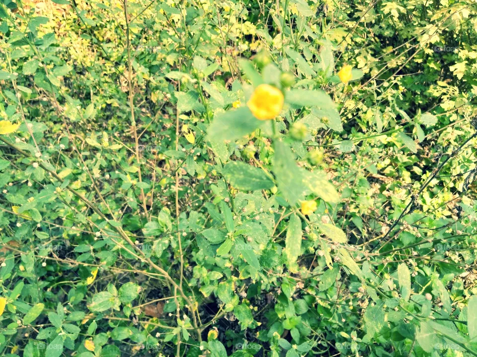 Flower