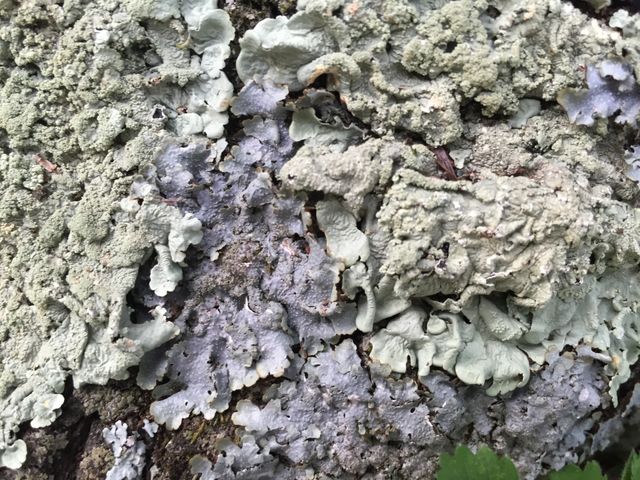 Tree Skin