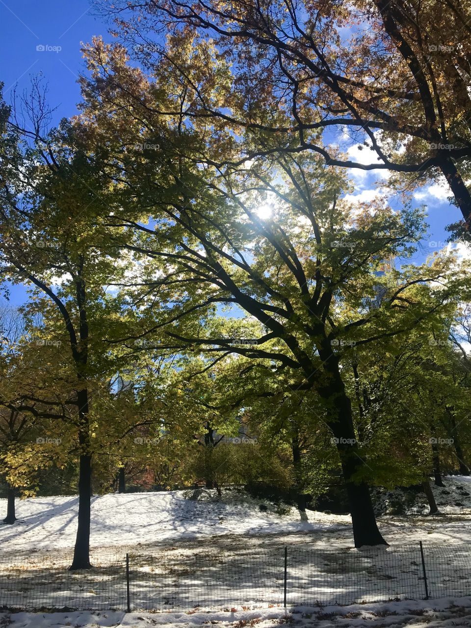 First Snow in Central Park 2018
