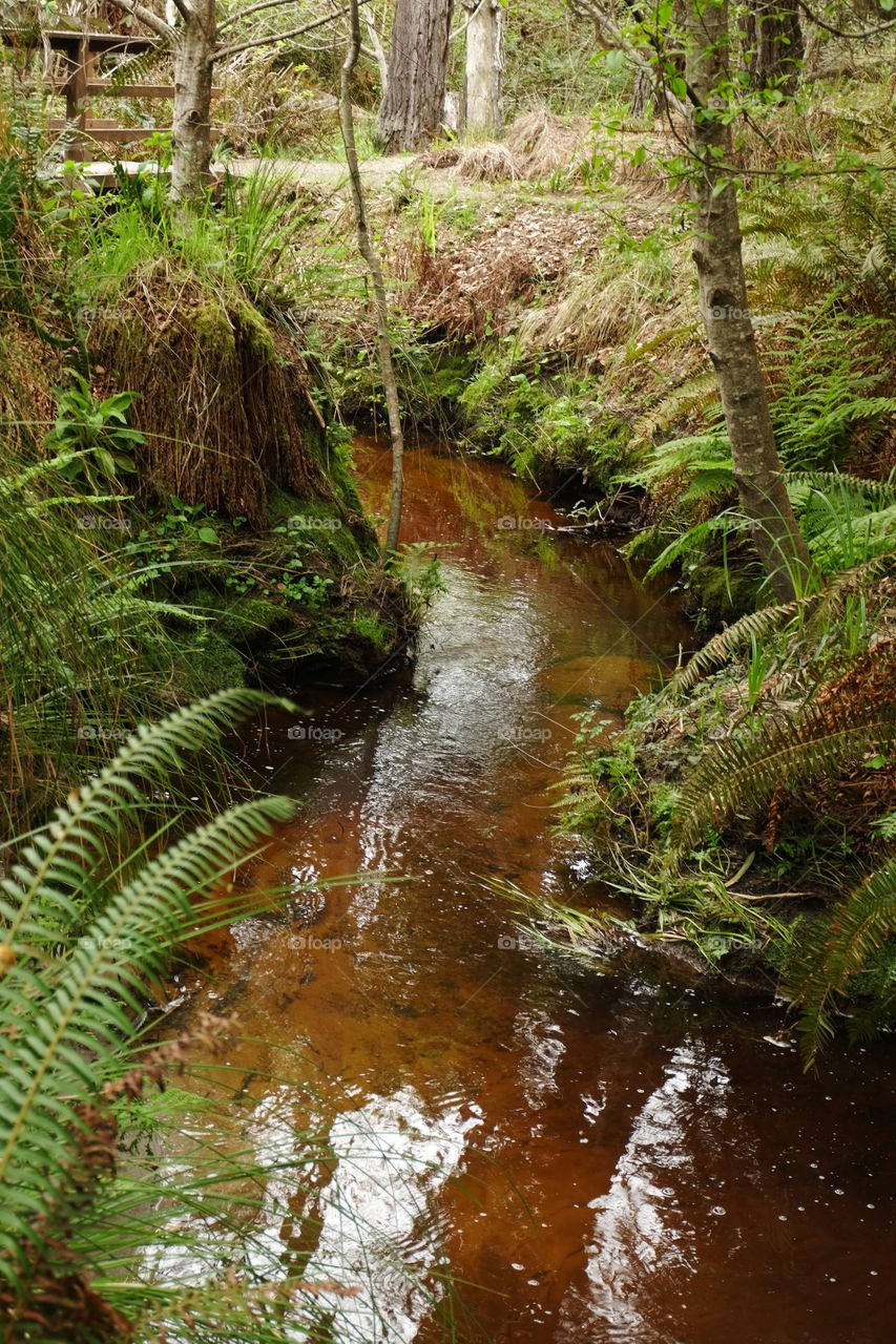 Tea colored water in a stream with ferns hanging from the banks