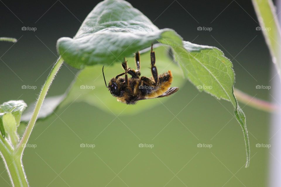 Bee resting under a leaf, after a summer rain