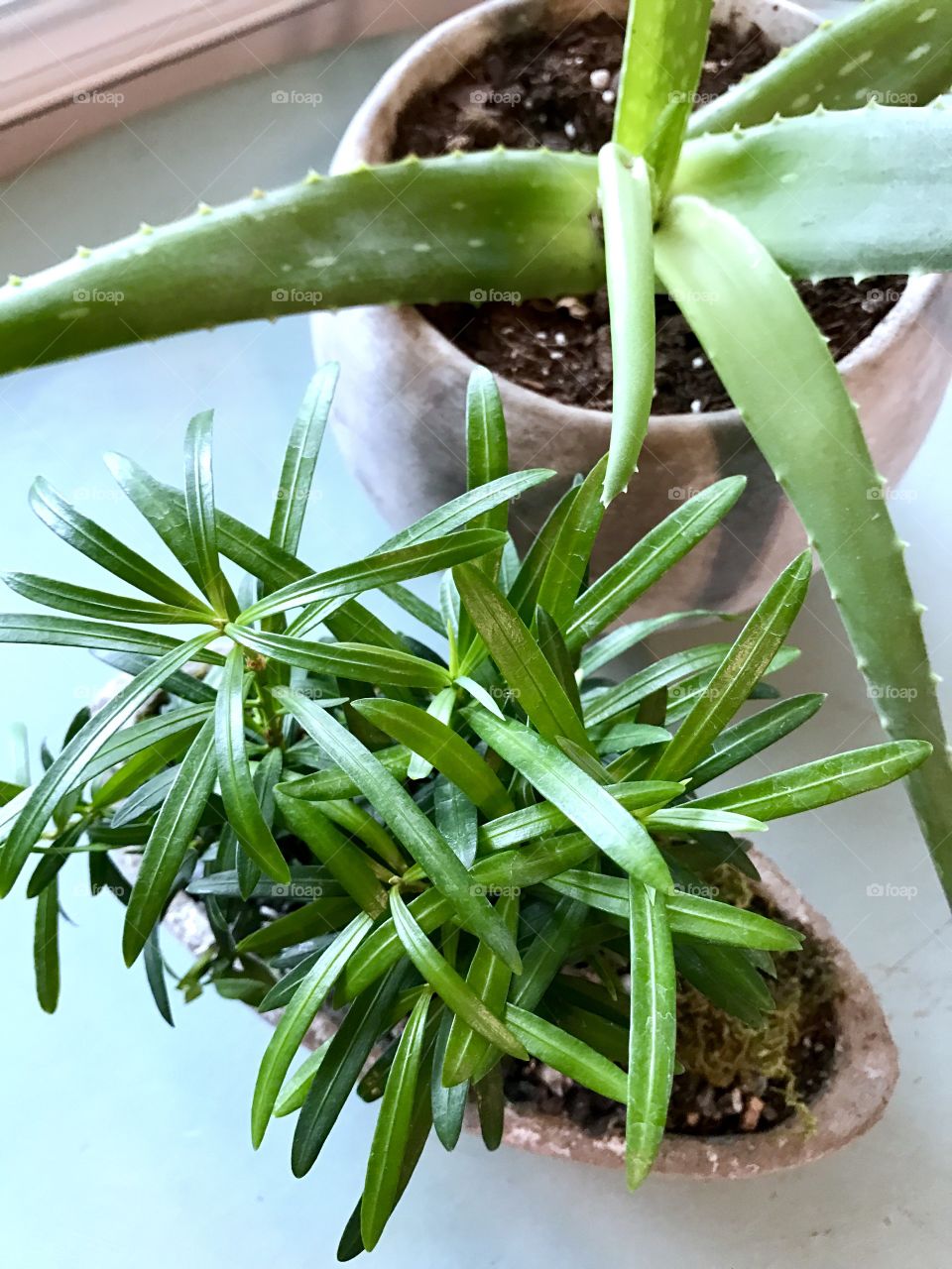 Close-Up of 2 Houseplants