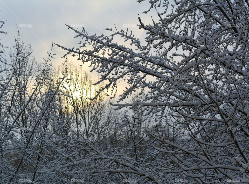 Winter, Tree, Snow, Frost, Cold