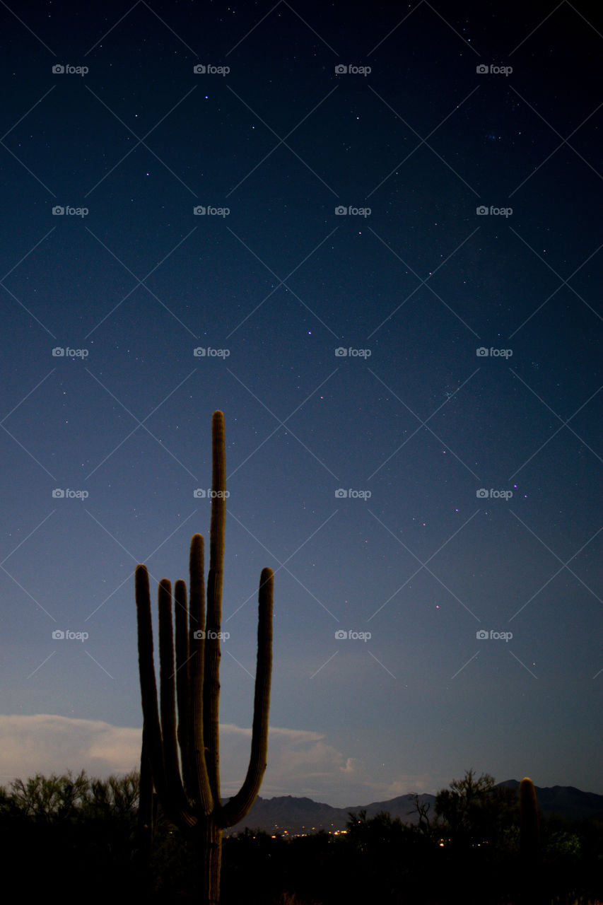 Stars in the sky above saguaro 