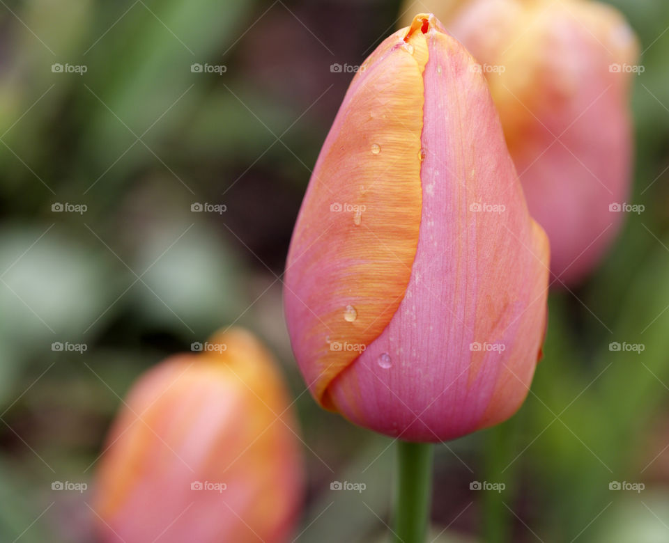 Almost ready to bloom… Spring is here!