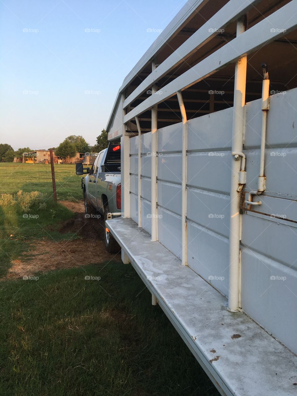 Truck and livestock trailer. 