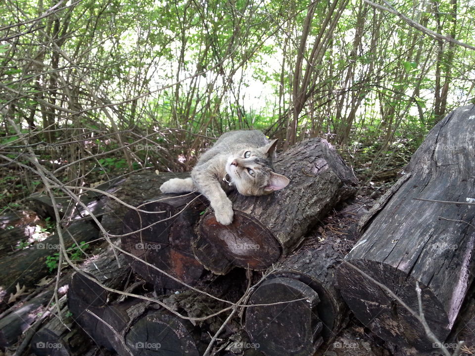 Cat Eyes. A cat giving the camera "cat eyes".