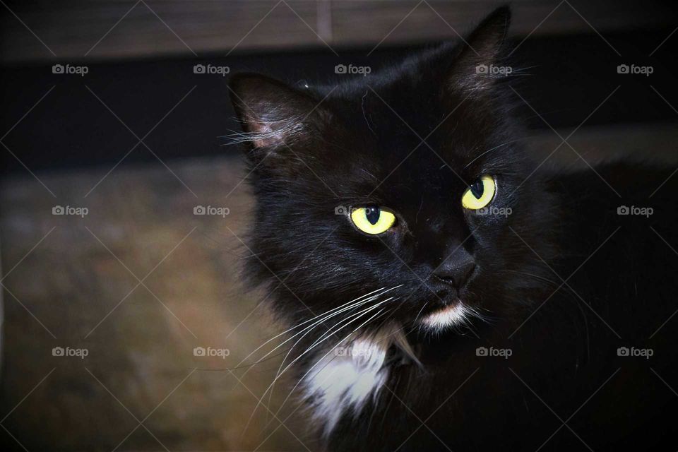 black cat with white brest hair and goatee and bright yellowish green eyes close up picture