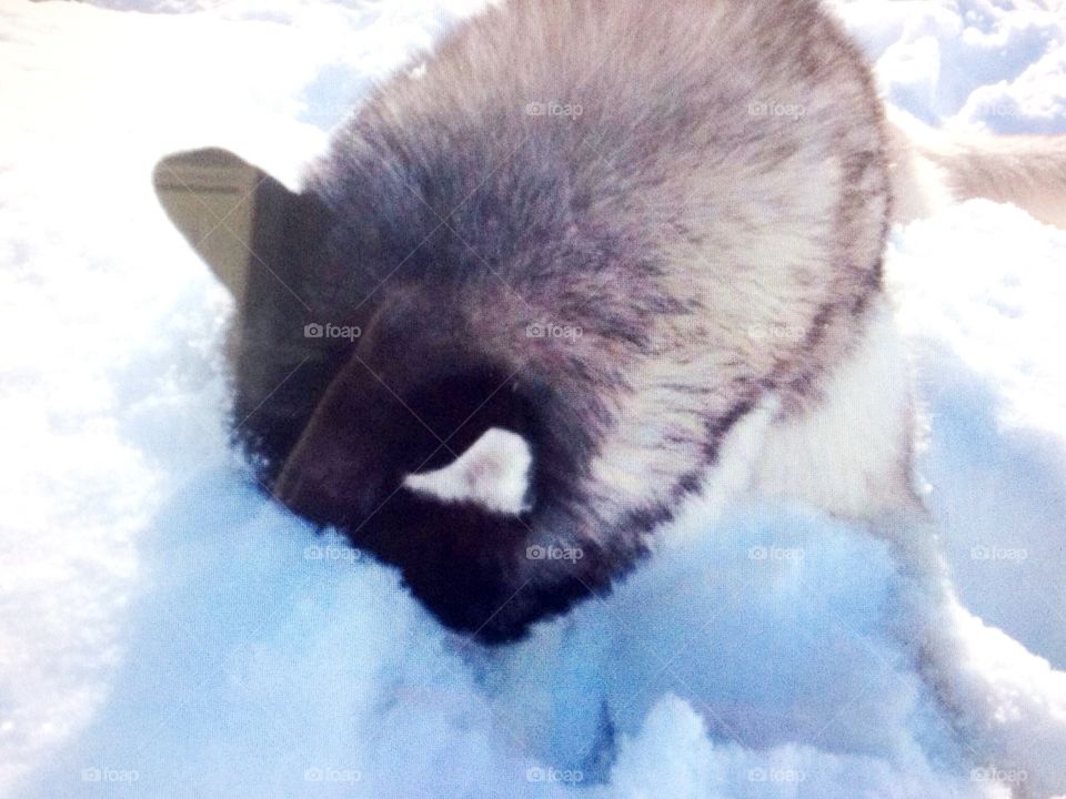 Incredible Husky Dogs
Sticking his head in the snow 😉❄️❄️