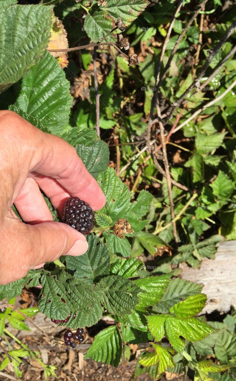 Last of the season berries