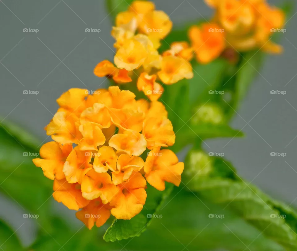 lovely flowers