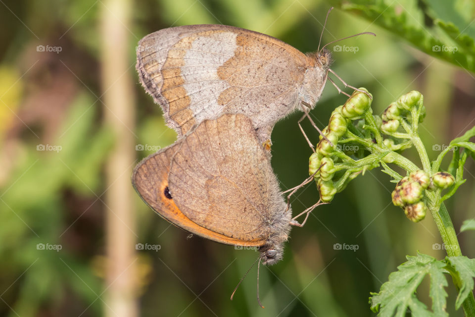 Pair of brown butterflies. Breeding.