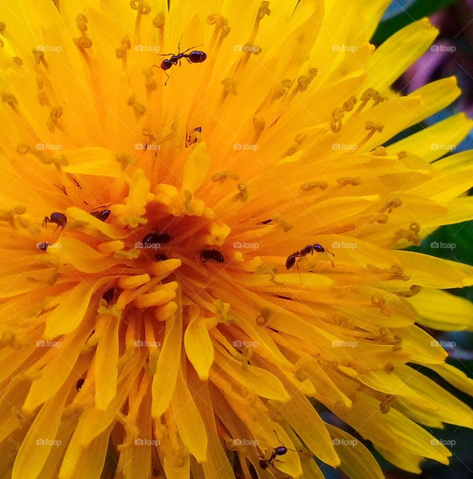ants on a dandelion 
