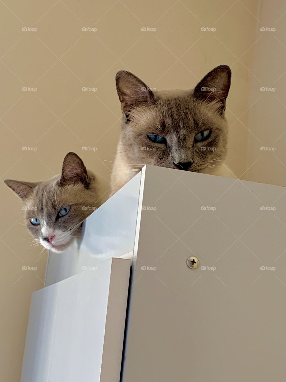 Brothers: Luke and Yolandi