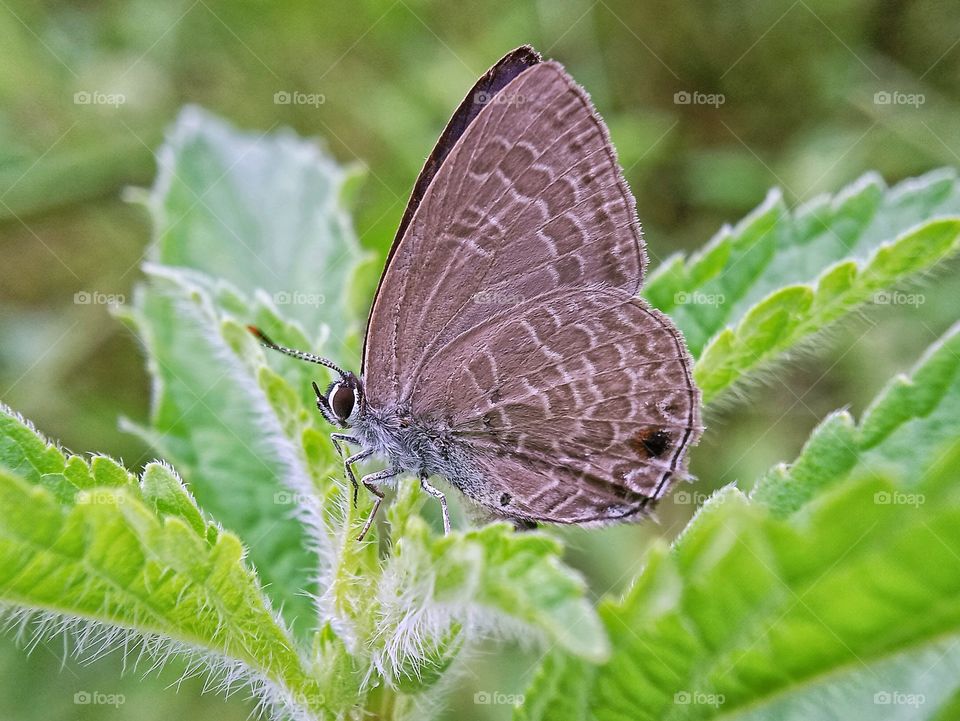 brown butterfly