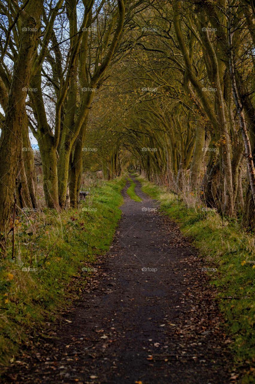 Through the trees