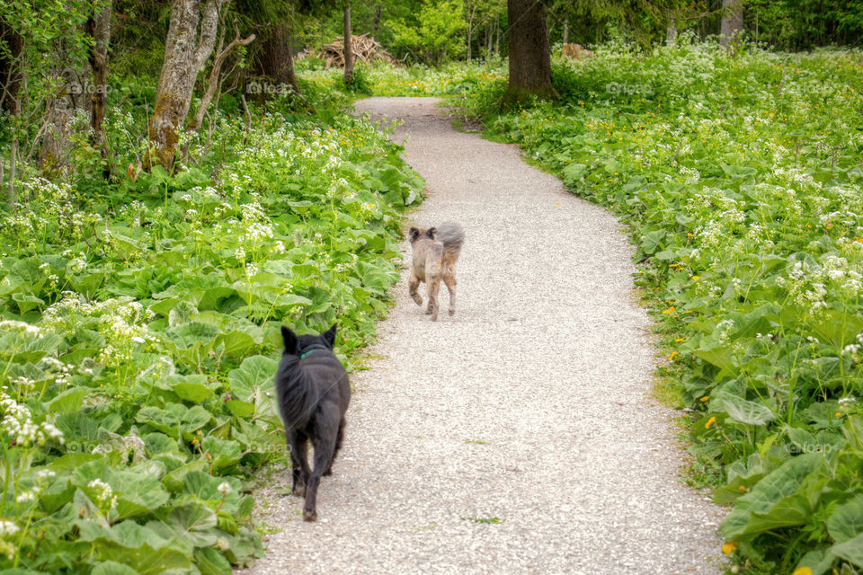 Dogs walking along the green grass