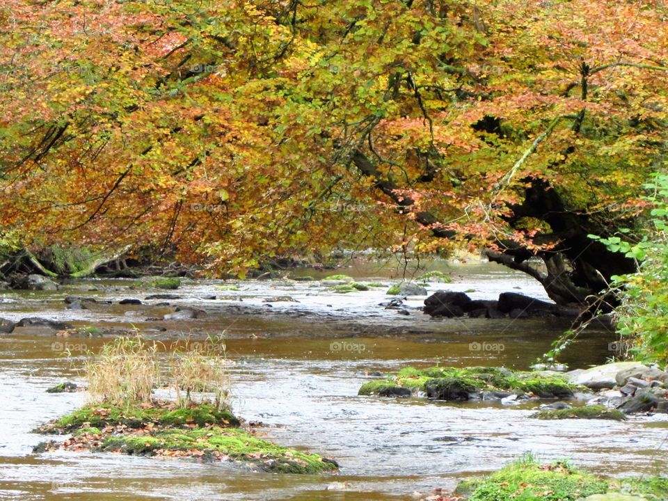 Fall, Water, Leaf, Nature, Tree