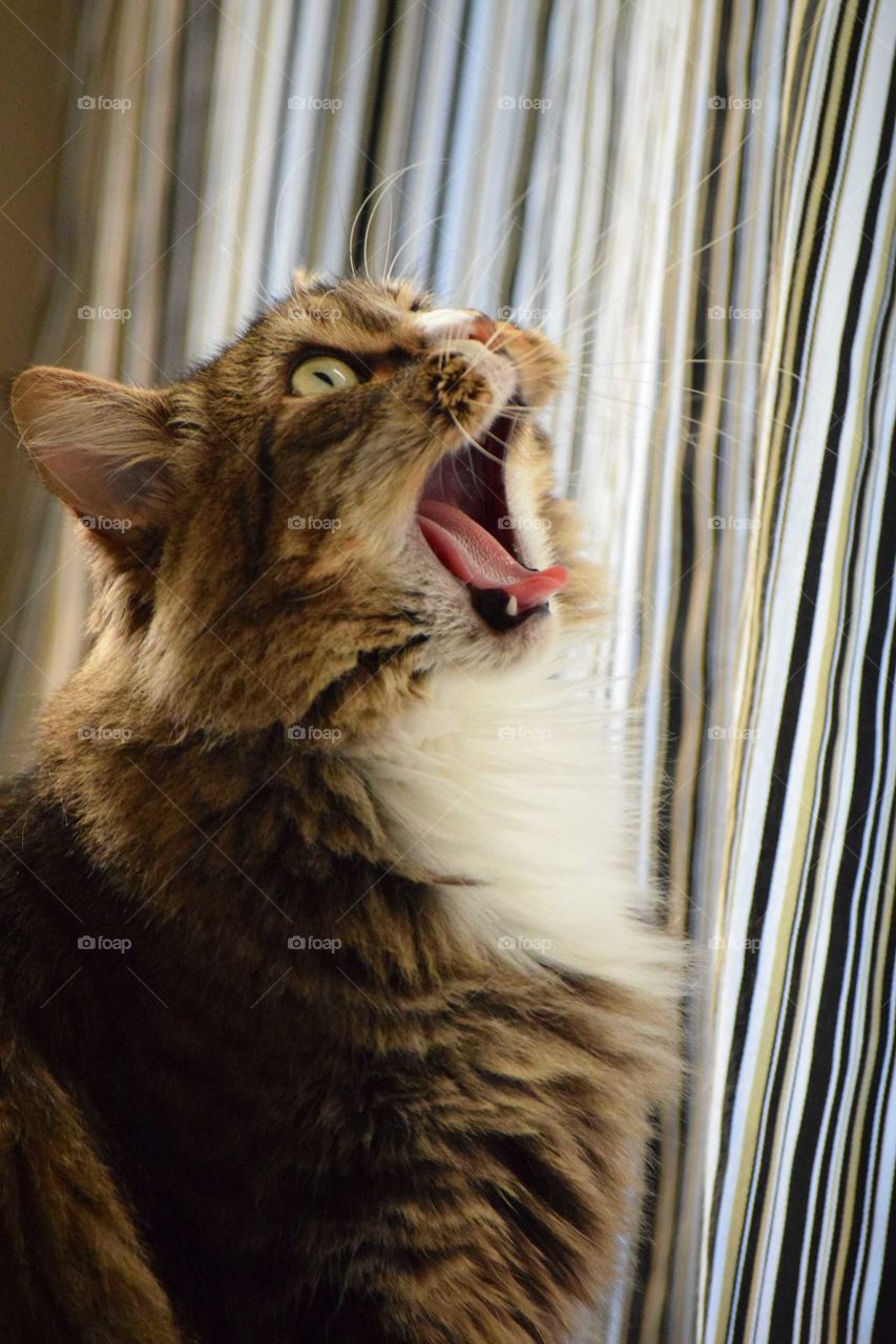 yawning tabby