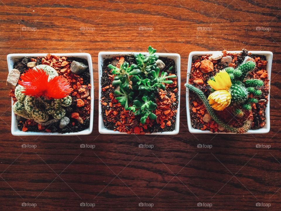 House plants on table