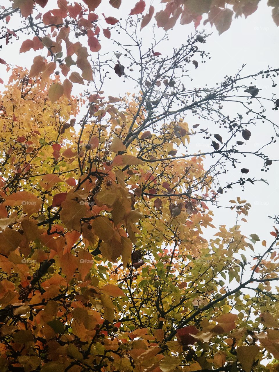 Golden tree with bright yellow and green leaves glowing in the natural sunlight in the fall. USA, America 