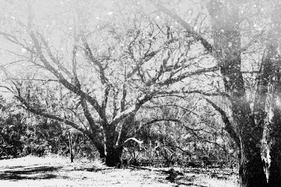 Vintage Oak tree covered in snow.