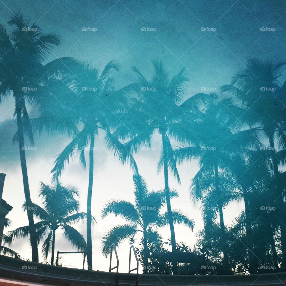 palm reflections